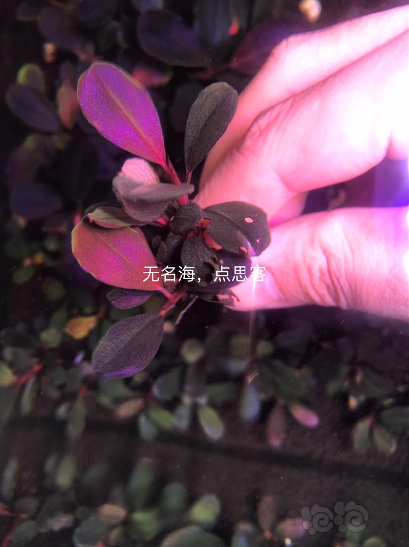 【辣椒榕】北京出售一组辣椒榕老货7颗。-图5