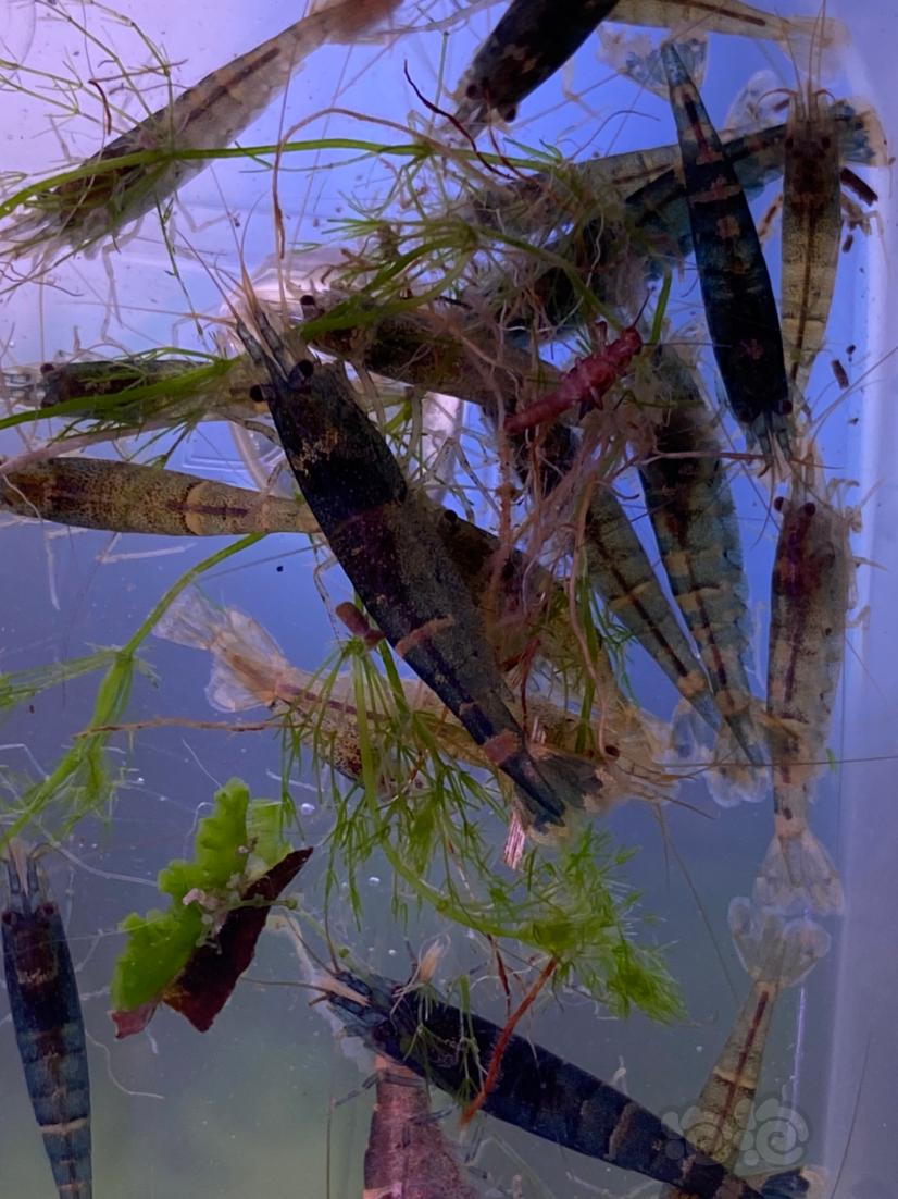 竹节虾 蜜蜂虾的一种-图3