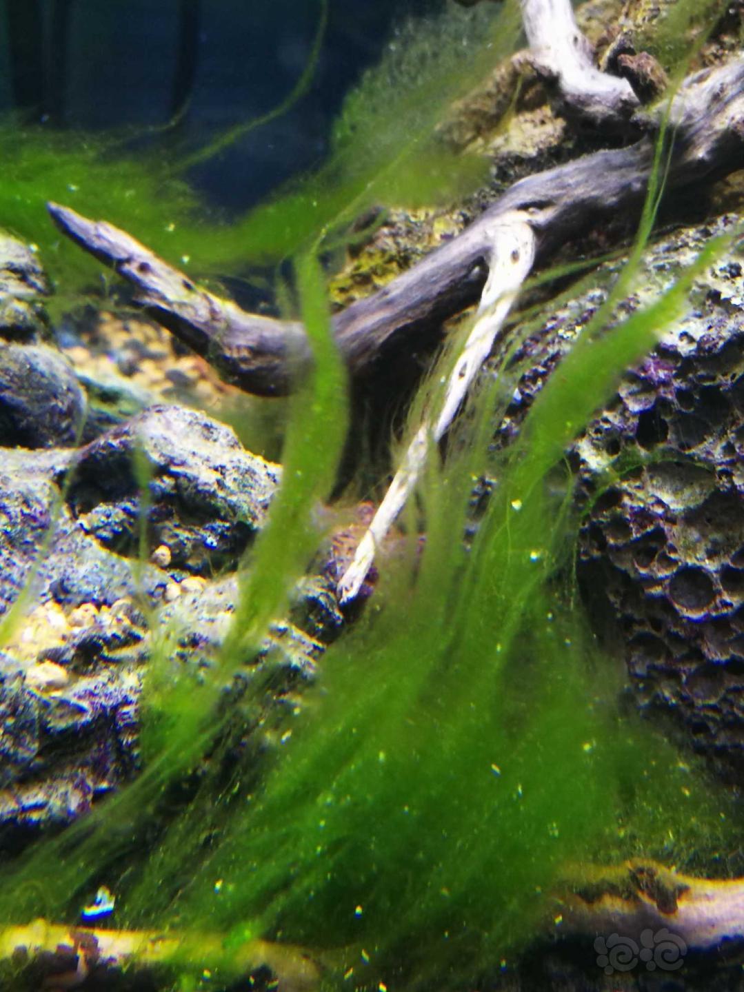 苏虾缸里的藻-图1