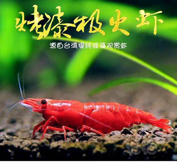 【虾】2020-2-22#RMB拍卖台湾烤漆极火虾-图3