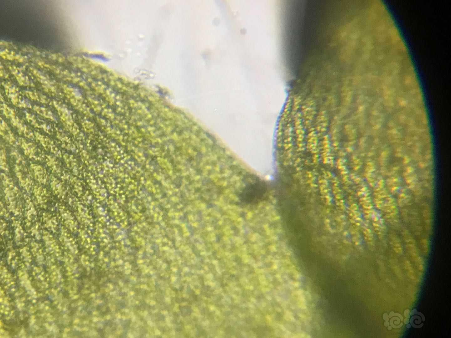 显微镜下的垂泪莫斯和怪蕨莫丝-图6
