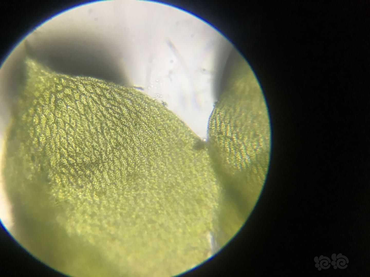 显微镜下的垂泪莫斯和怪蕨莫丝-图5