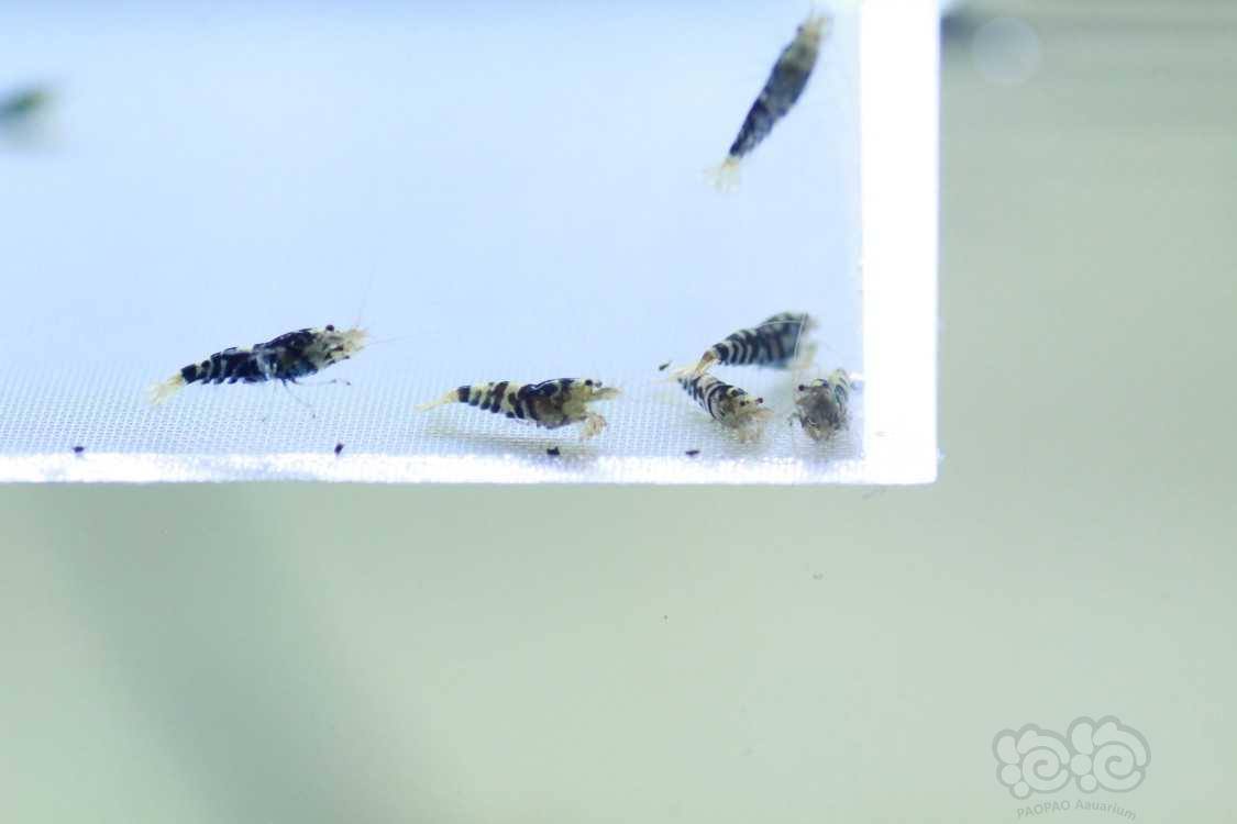 【虾】2020-02-27#RMB拍卖黑花虎淘汰苗子一份10只-图1