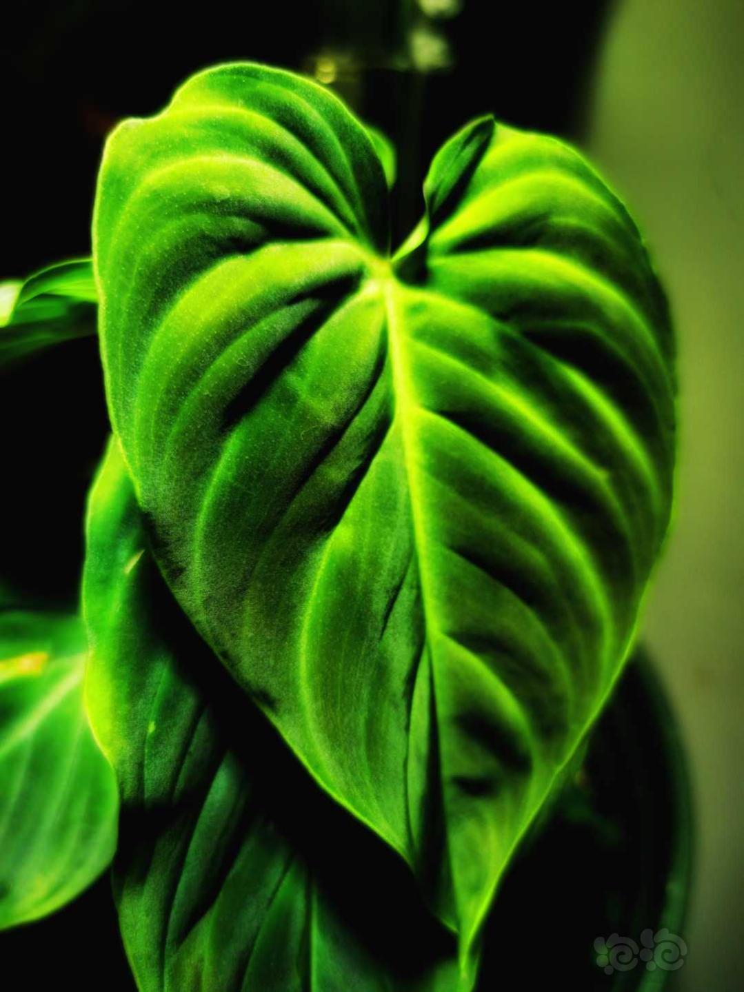 【雨林】更新一些我的雨林小缸内植物的照片-图9