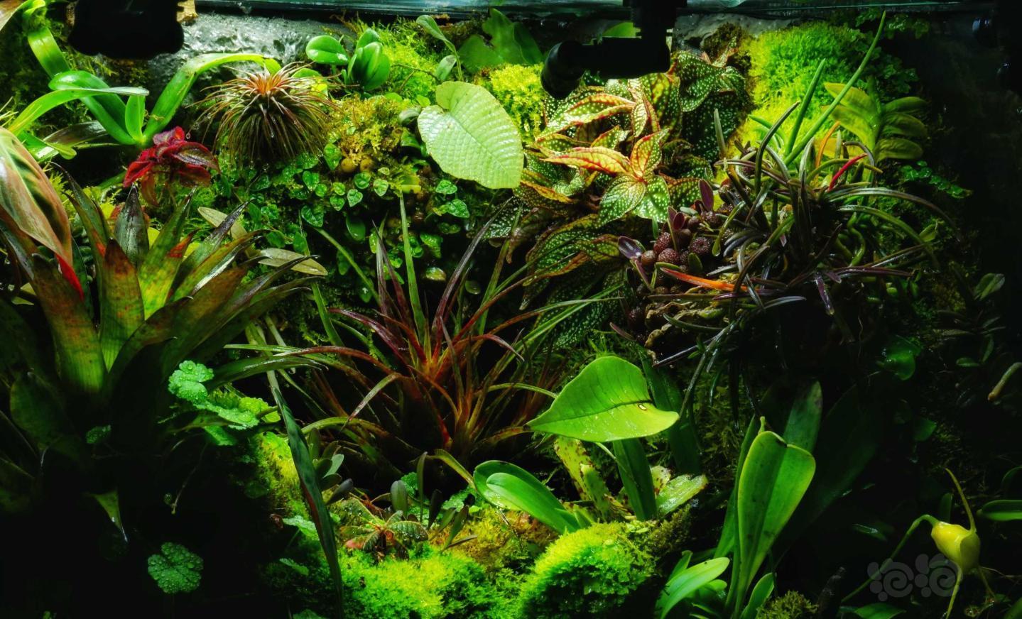 【雨林】更新一些我的雨林小缸内植物的照片-图7