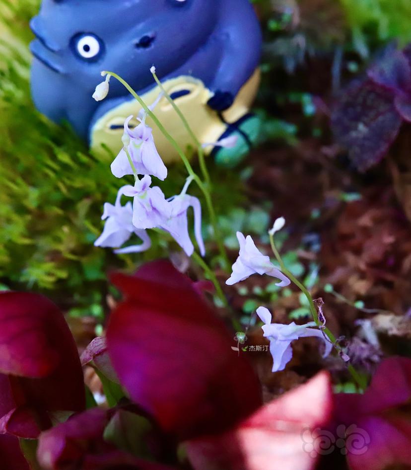 【食虫】小蓝兔都开花了-图2