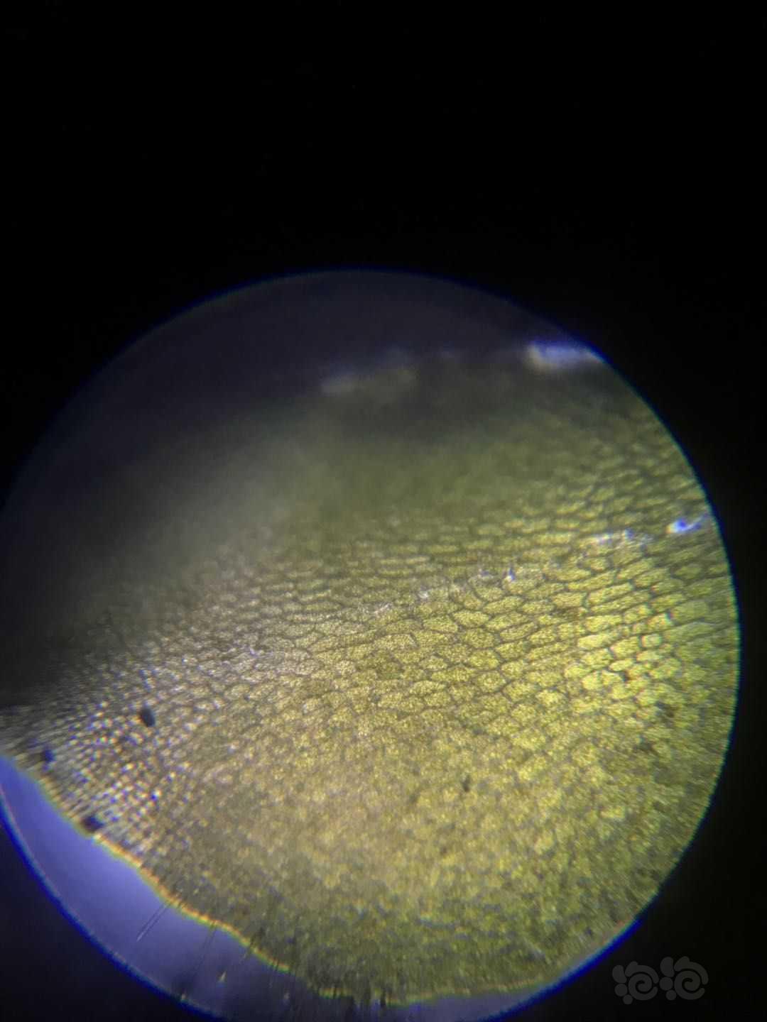 显微镜下的垂泪莫斯和怪蕨莫丝-图1