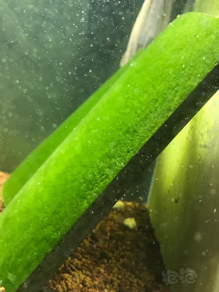 苏虾缸短绒藻-图1