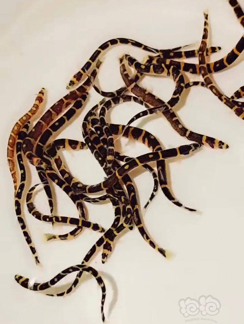 其它很听话的蛇仔