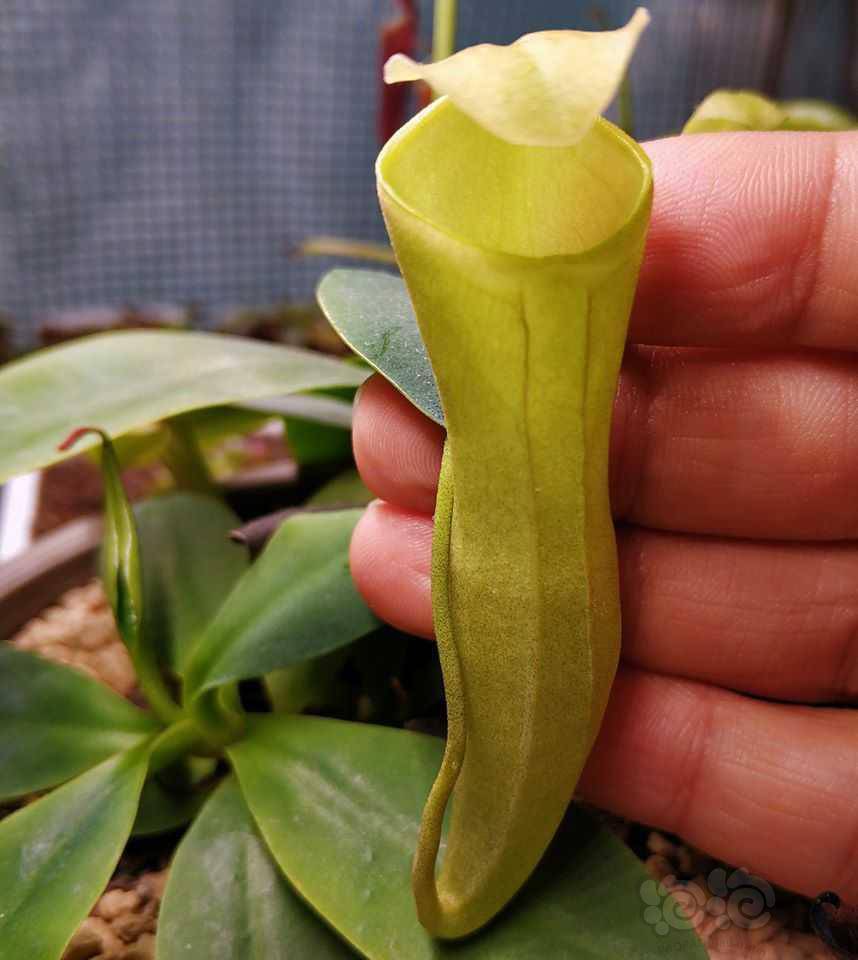 交流风铃猪笼草最喜欢的猪之一