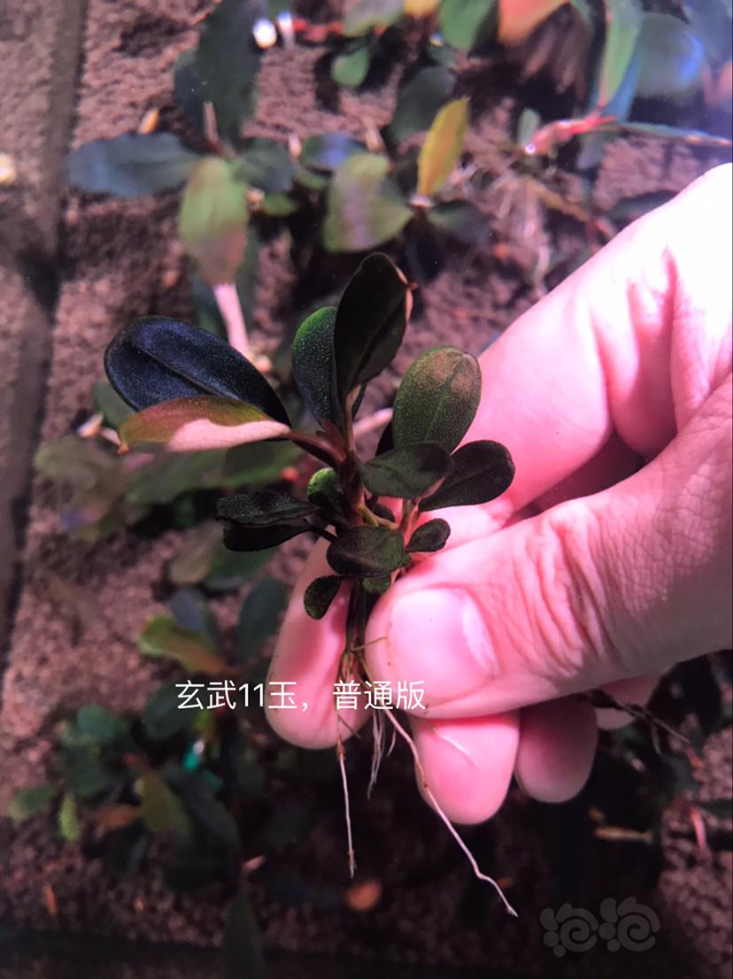【辣椒榕】北京出售辣椒榕一组20颗，和全品【小橙兔螺】-图4