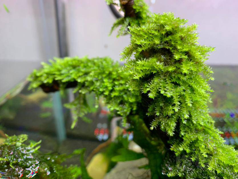 50块清一大包圣诞莫斯