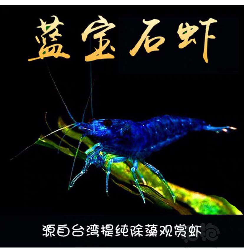 【虾】2020-2-22#RMB拍卖台湾蓝宝石虾-图1