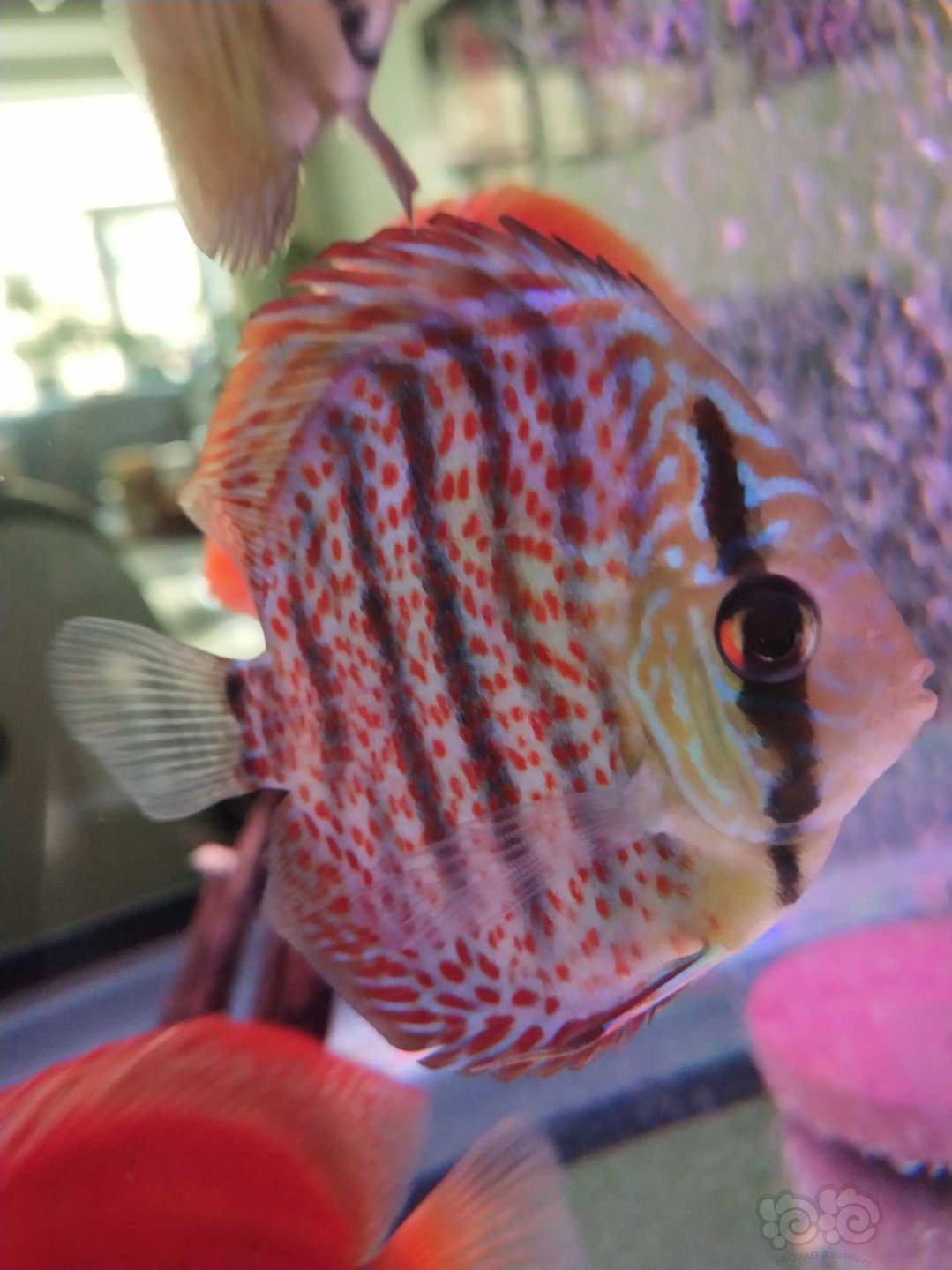 七彩神仙老头鱼