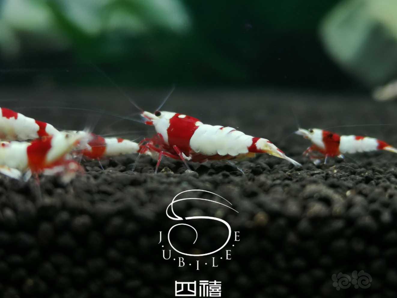 经典红白水晶虾-图1