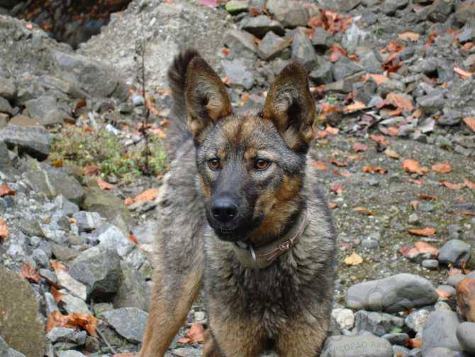 【交流】撵山狗