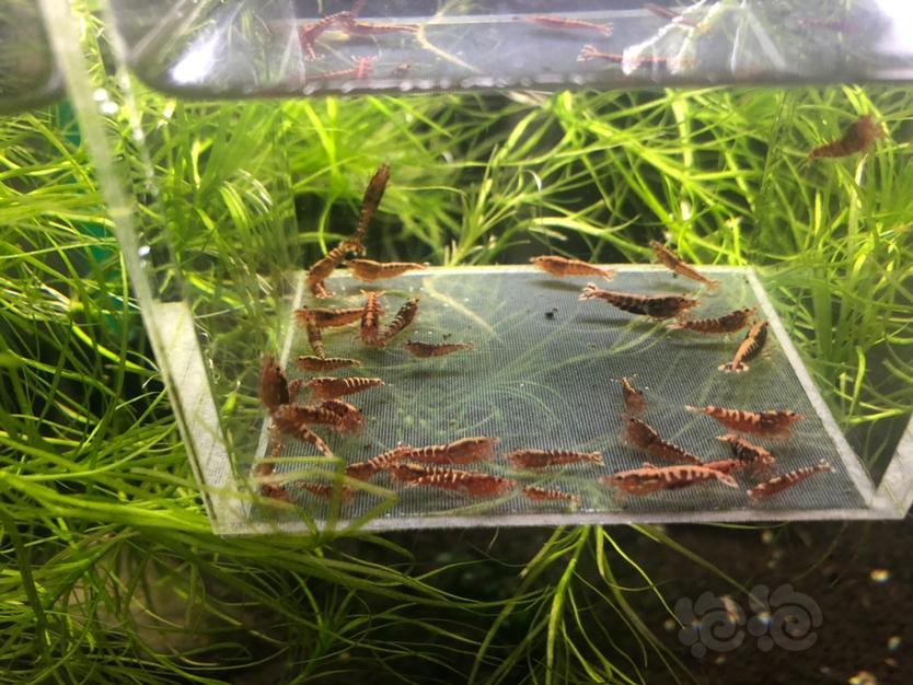 【虾】2020-2-14#RMB拍卖红银河苗子20只-图6