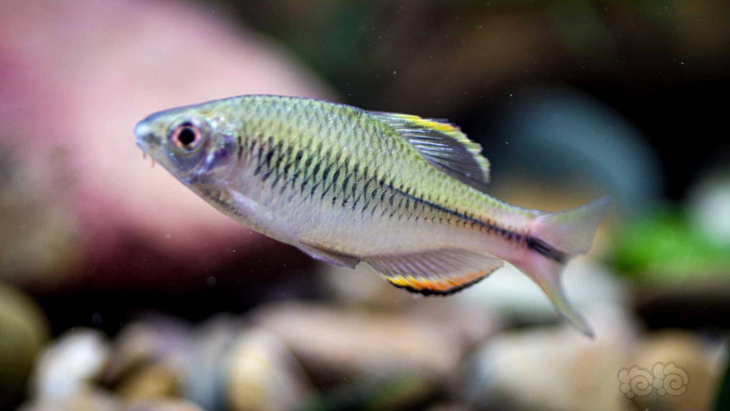 刚入手的原生鱼-广齐