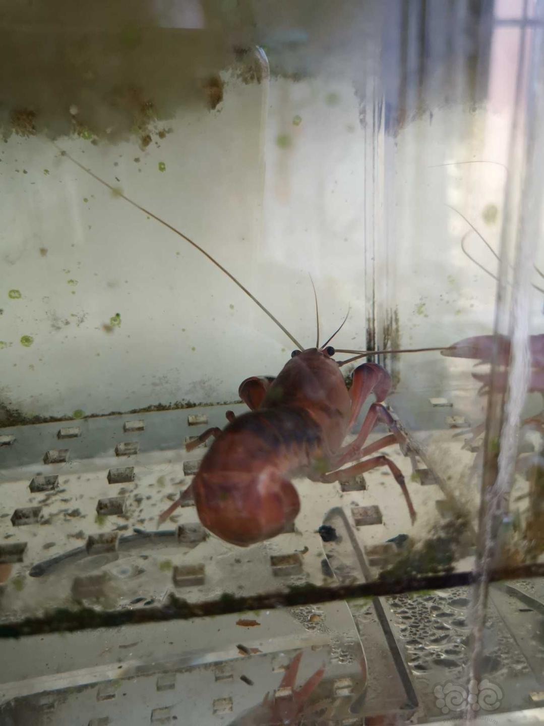 济南本地出小橙兔螺，母火山鳌虾，仅限自提-图5
