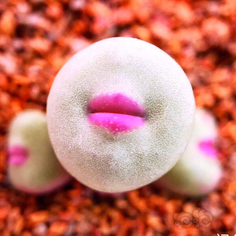 番杏科普篇关于番杏那些事儿肉锥花属8