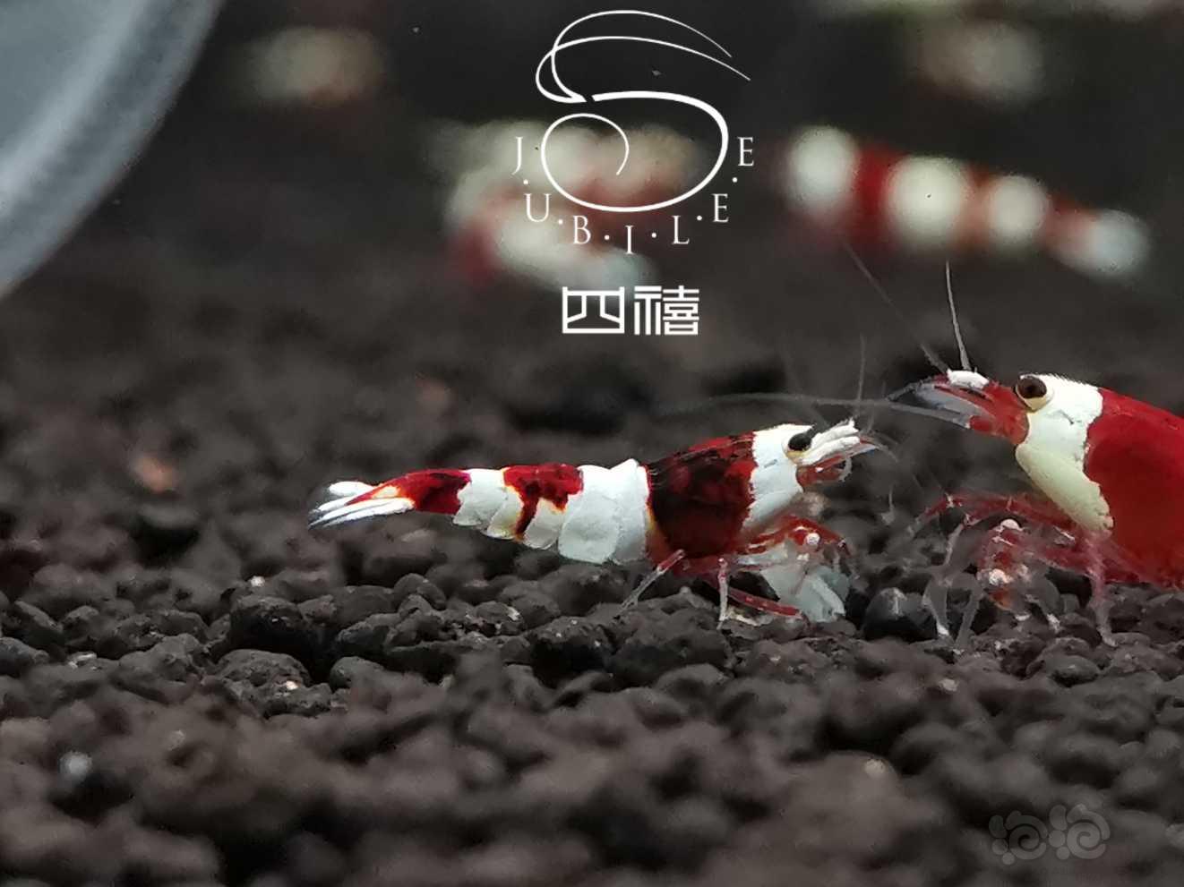 经典红白水晶虾-图4