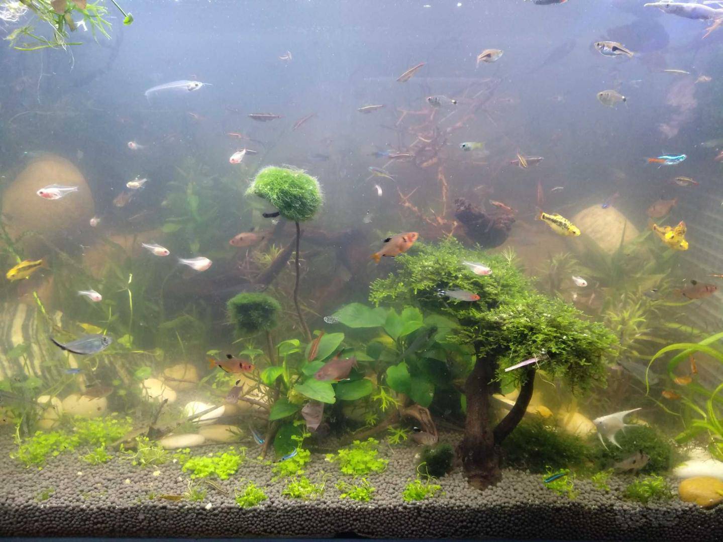 求助 翻缸后水浑