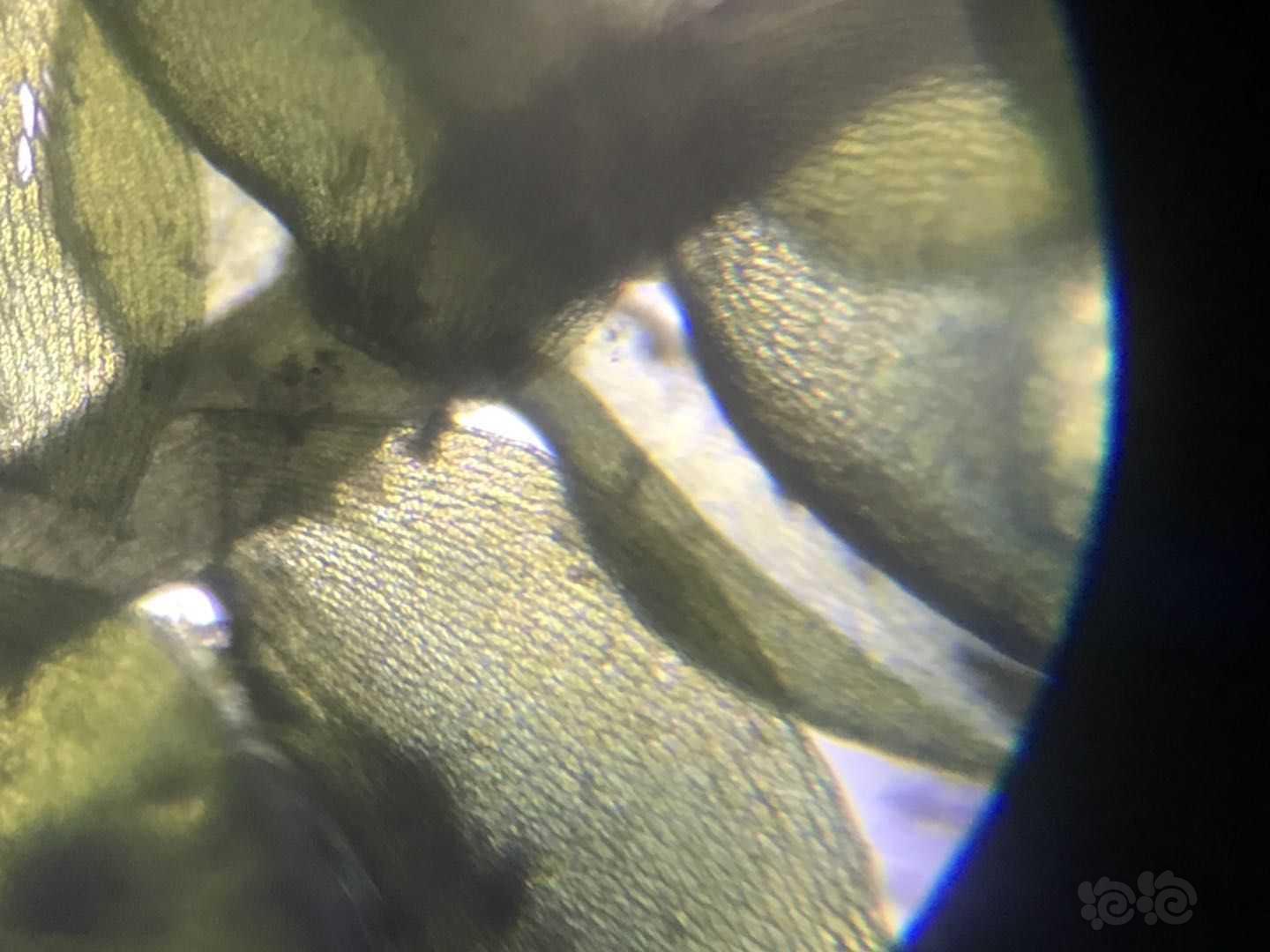 显微镜下的垂泪莫斯和怪蕨莫丝-图4