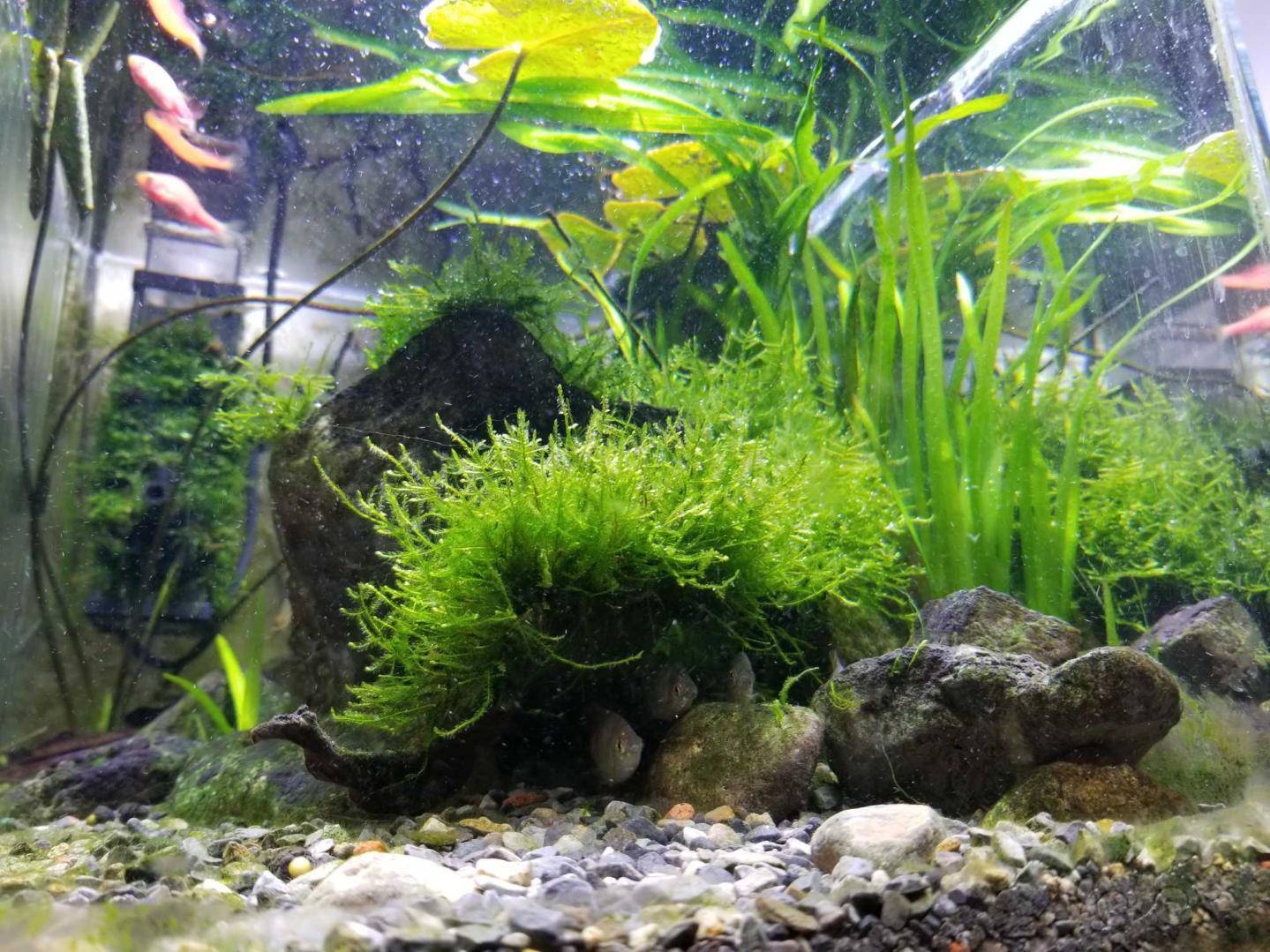 我这个是原生缸,翻缸不想浪费莫丝就放缸里了,现在莫丝上长了白白绒毛