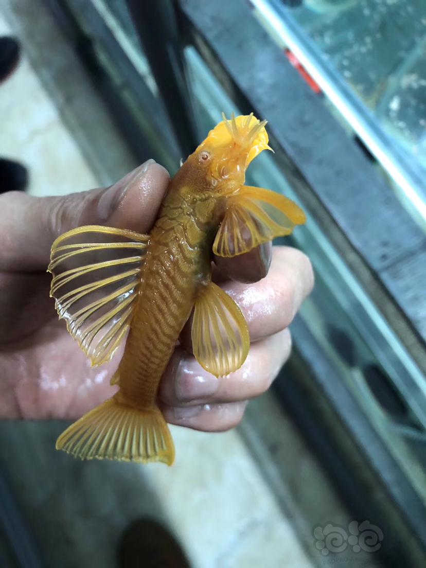 熱帶魚臺灣24k紅眼大鬍子種魚