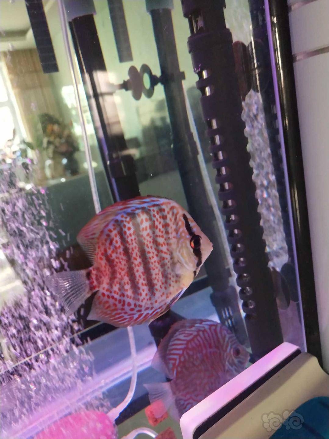 七彩神仙老头鱼