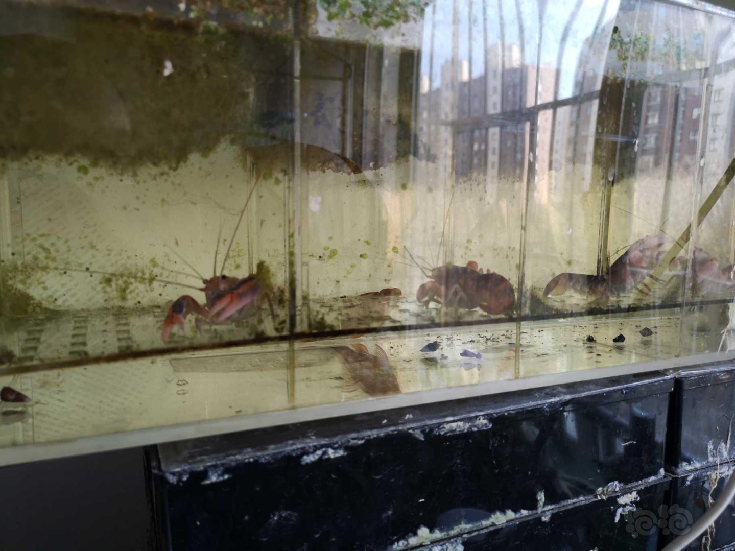 济南本地出小橙兔螺，母火山鳌虾，仅限自提-图6