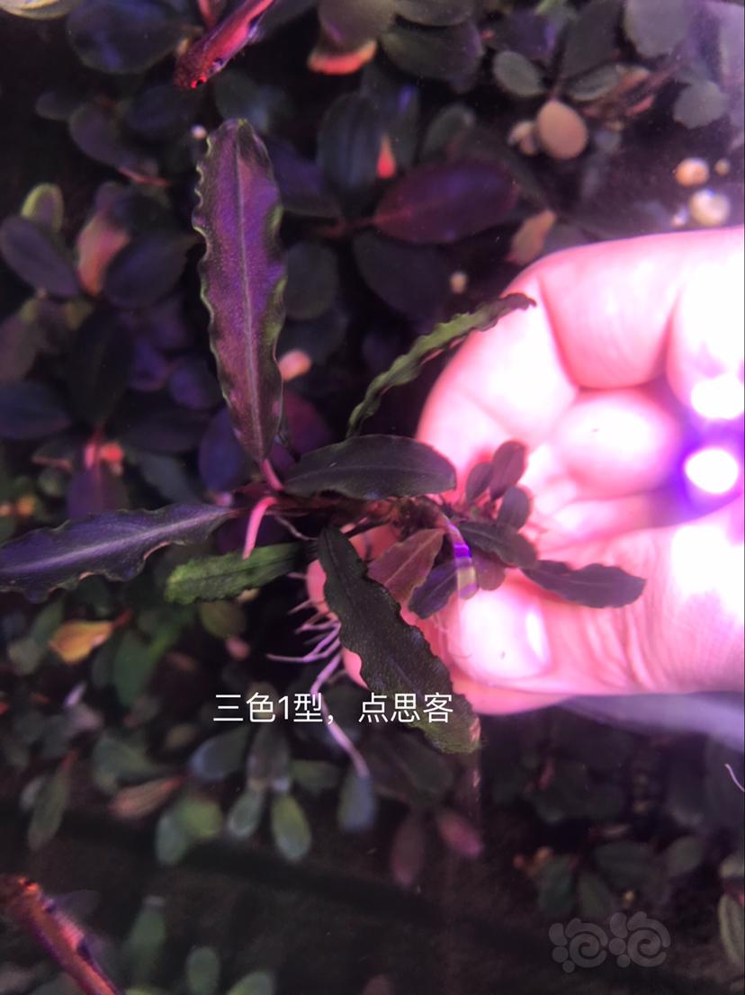 【辣椒榕】北京出售一组辣椒榕老货7颗。-图3