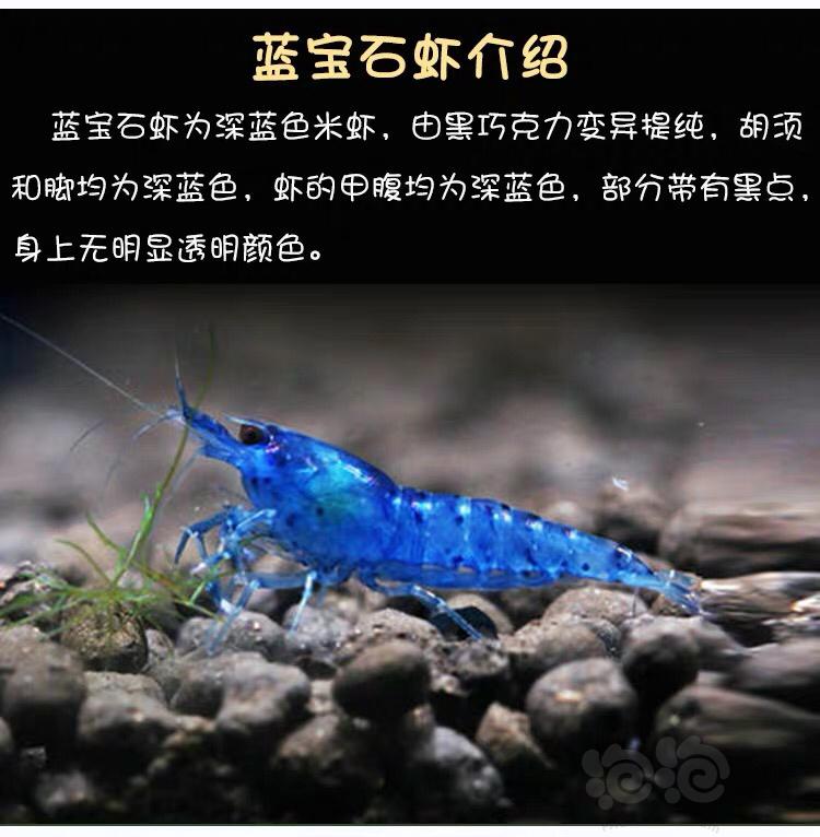 【虾】2020-2-22#RMB拍卖台湾蓝宝石虾-图5