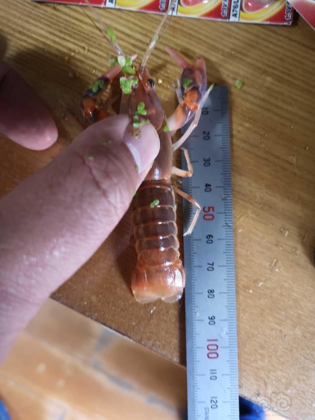 济南本地出小橙兔螺，母火山鳌虾，仅限自提-图7