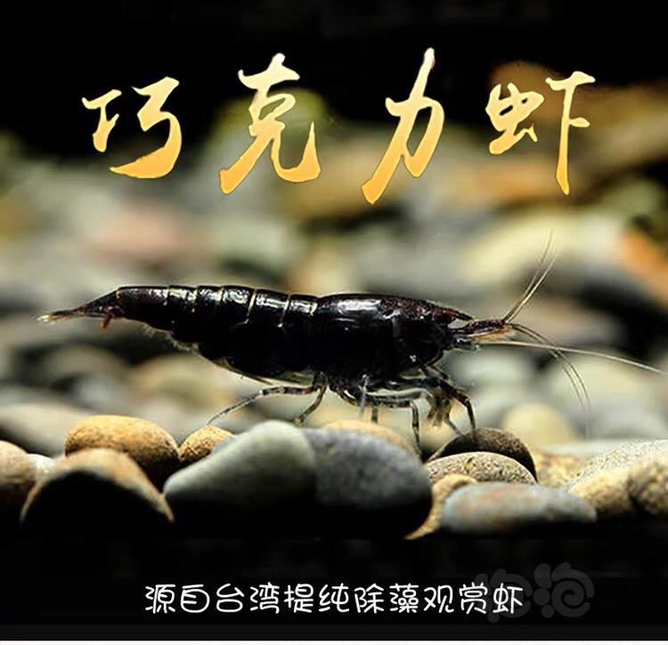 【虾】2020-2-22#RMB拍卖台湾黑巧克力虾-图3