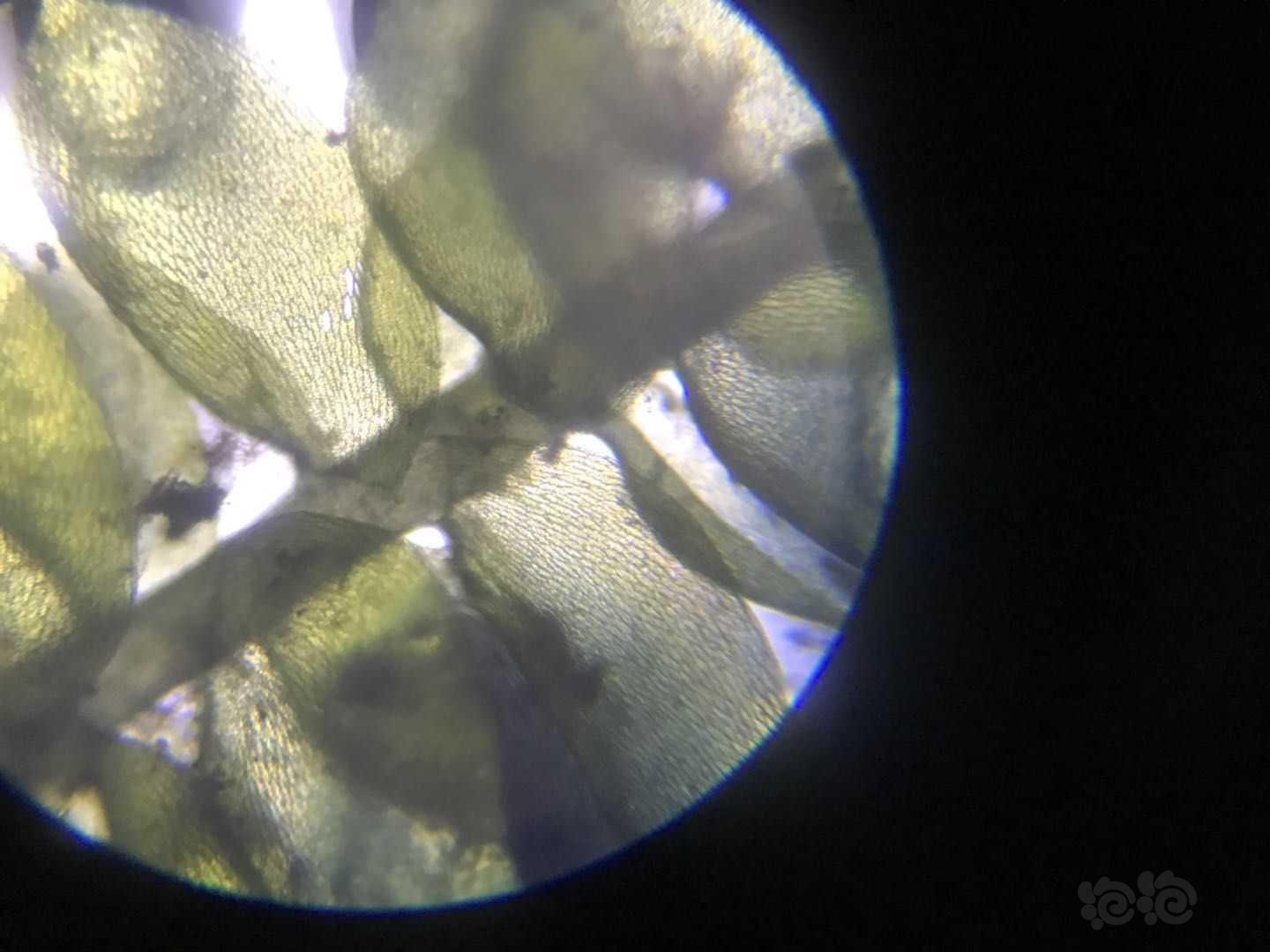 显微镜下的垂泪莫斯和怪蕨莫丝-图3