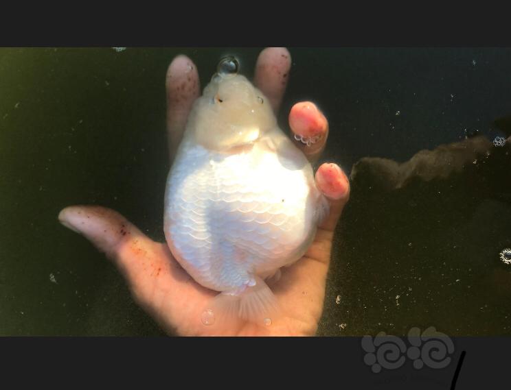【晒图】大白兔兰寿金鱼-图1