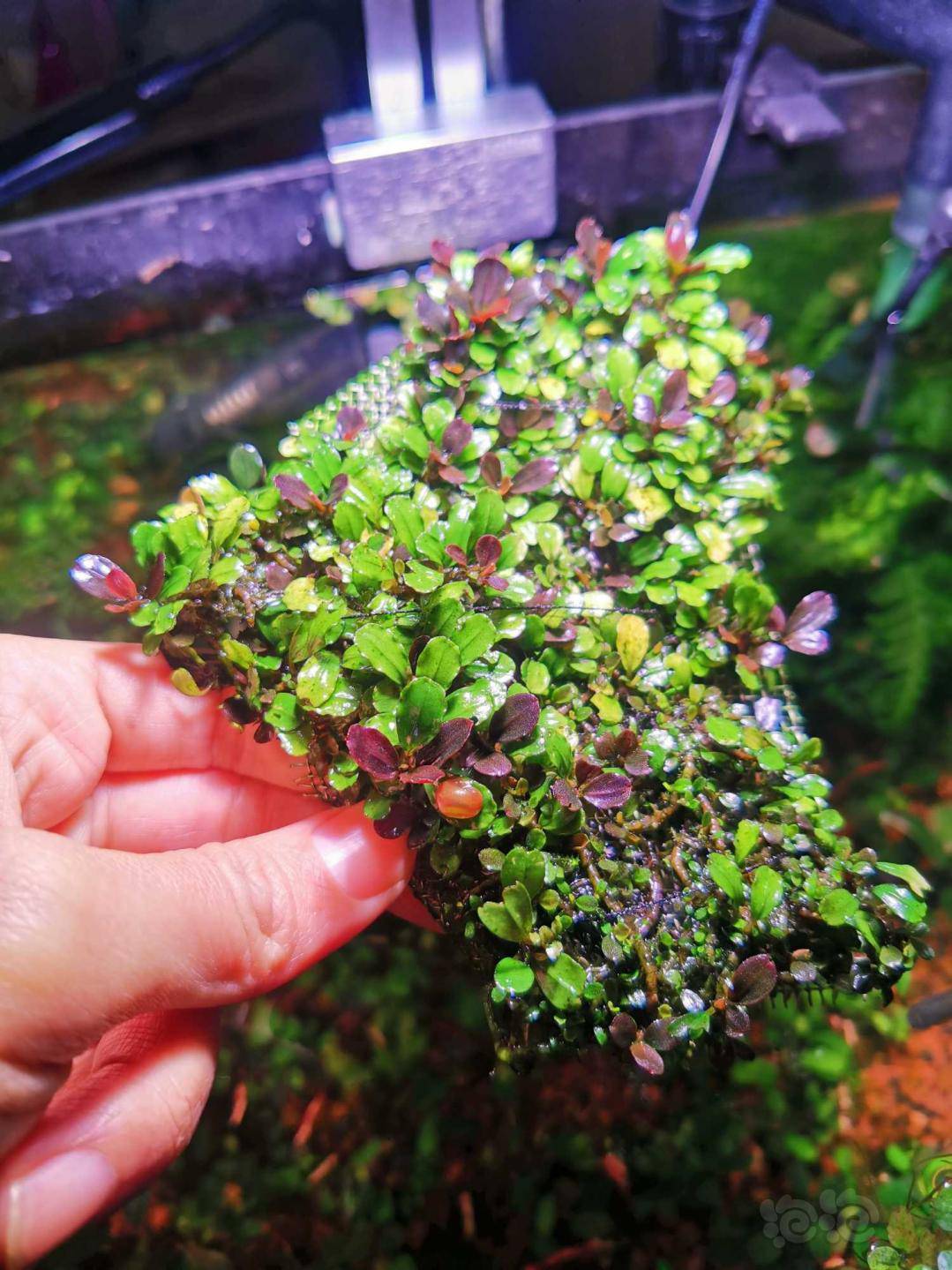 超大群落迷你辣椒榕发色好