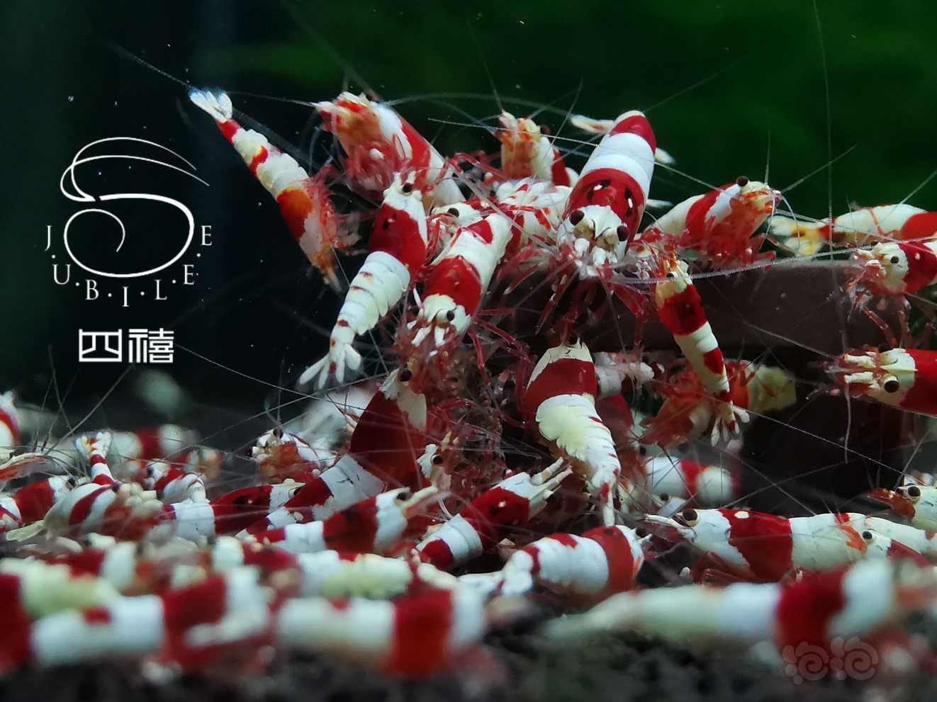 经典红白水晶虾-图5