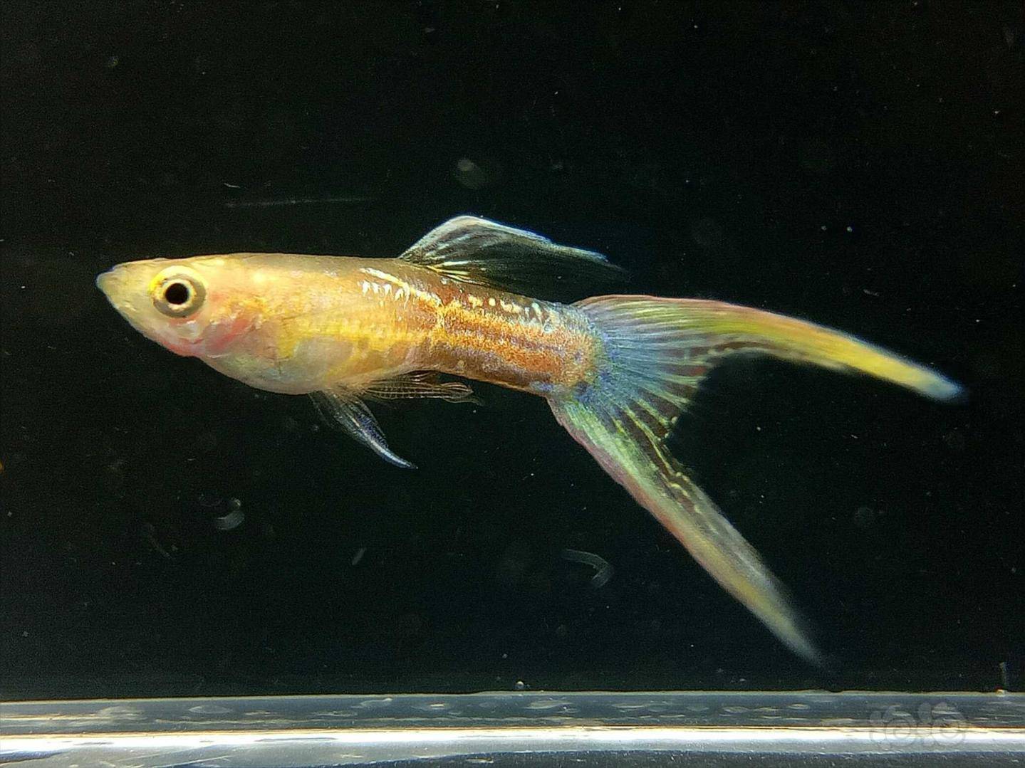 敝帚自珍的一线鱼