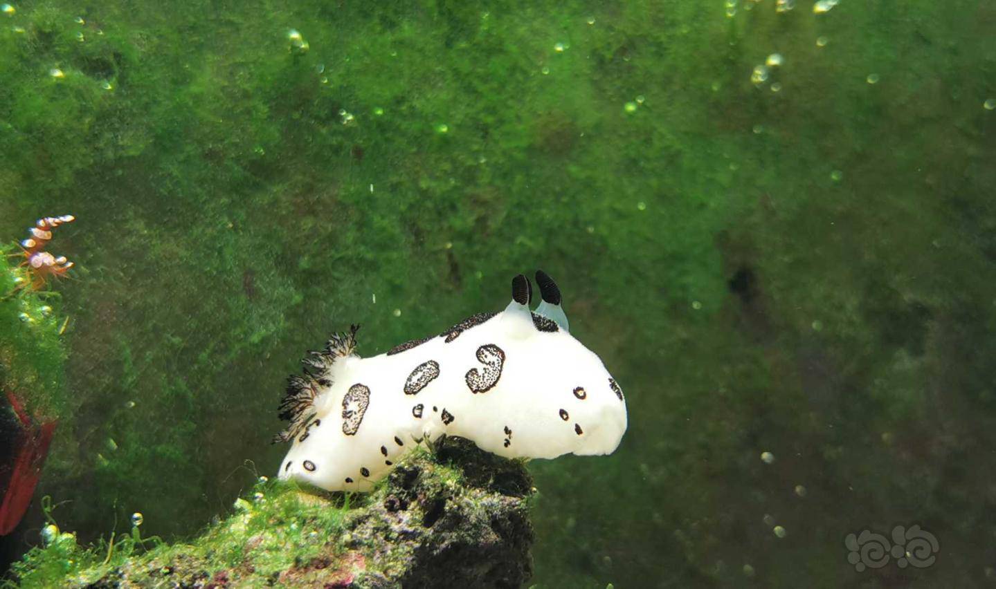 海兔真的像一只小兔兔再77o嘴黑背心