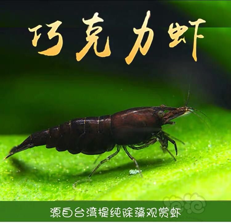 【虾】2020-2-22#RMB拍卖台湾黑巧克力虾-图4