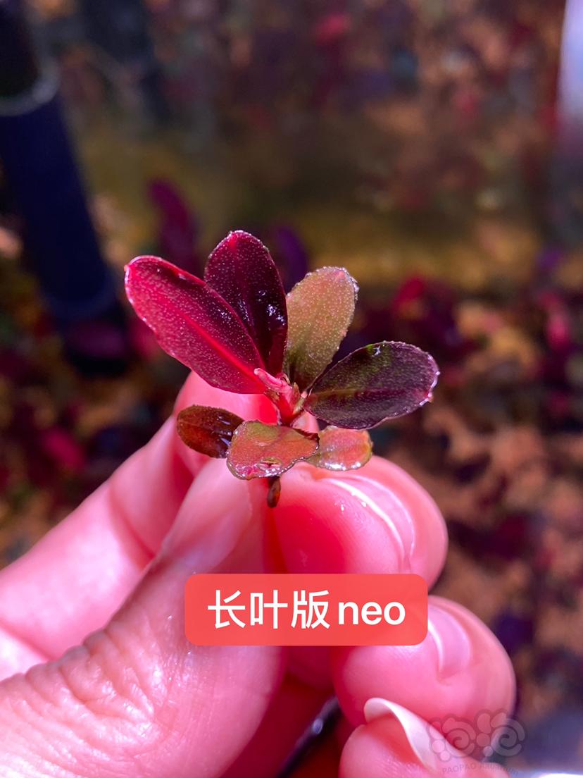 【辣椒榕】15年neo组合、紫冥王-图3