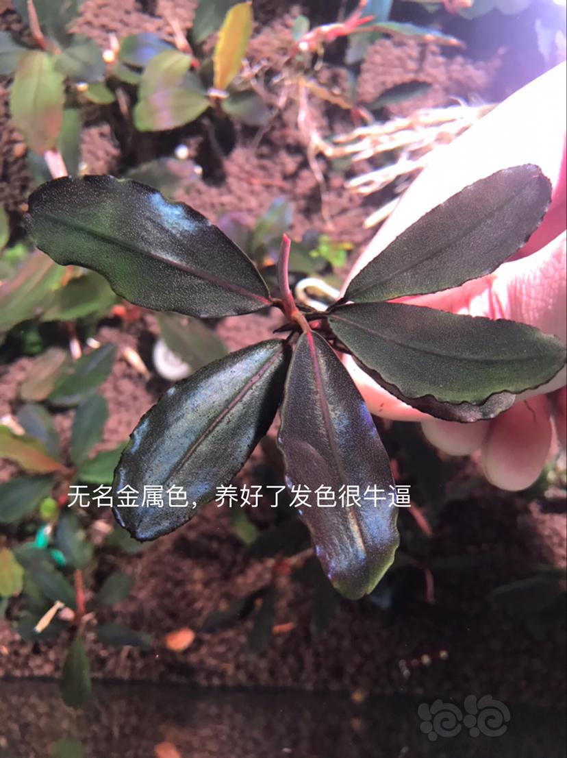 【辣椒榕】北京出售辣椒榕一组20颗，和全品【小橙兔螺】-图7