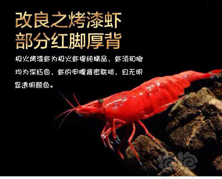 【虾】2020-2-23#RMB拍卖台湾烤漆极火虾-图4