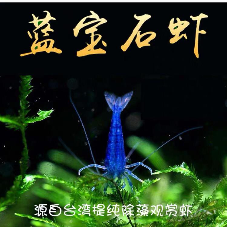 【虾】2020-2-22#RMB拍卖台湾蓝宝石虾-图4