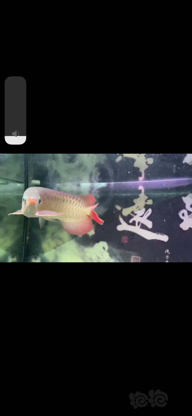 【龙鱼】潮州地区的鱼友有吗-图3