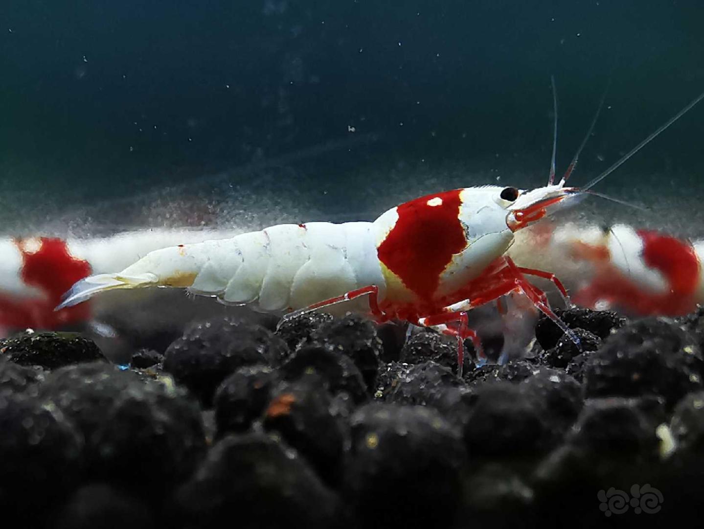 【虾】2020-3-29#RMB拍卖红白水晶虾一对-图4