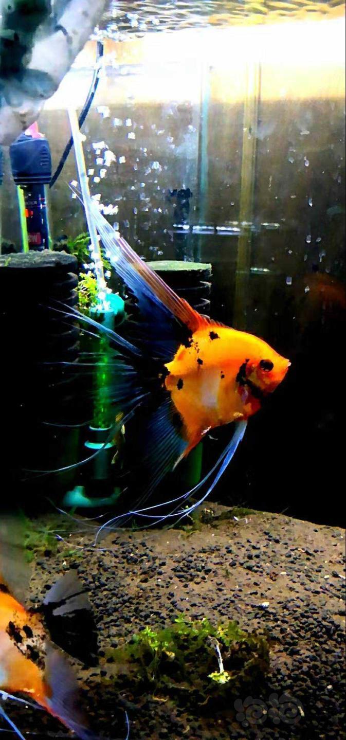 红魔鬼燕鱼上色技术图片