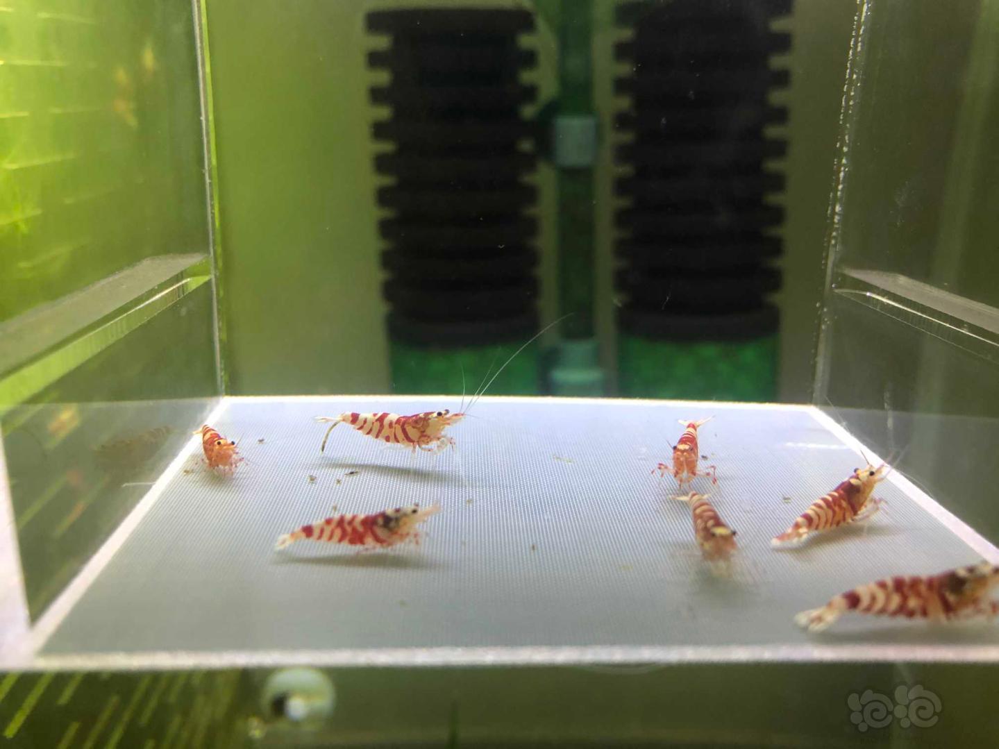 【虾】2020-03-28＃RMB拍卖红花虎8只-图2